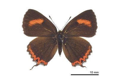 紫日灰蝶 Heliophorus ila matsumurae 雌蟲