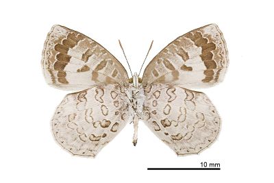 蔚青紫灰蝶 Arhopala ganesa formosana 雄蟲