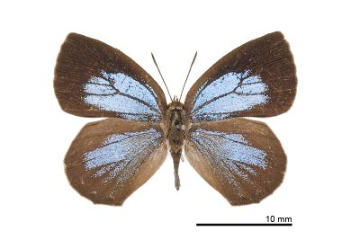 蔚青紫灰蝶 Arhopala ganesa formosana 雄蟲