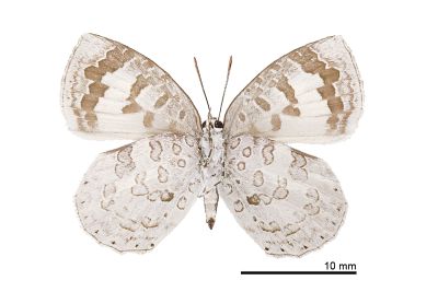 蔚青紫灰蝶 Arhopala ganesa formosana 雌蟲