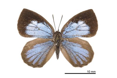 蔚青紫灰蝶 Arhopala ganesa formosana 雌蟲