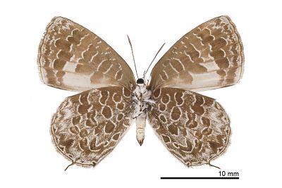 小紫灰蝶 Arhopala birmana asakurae 雄蟲