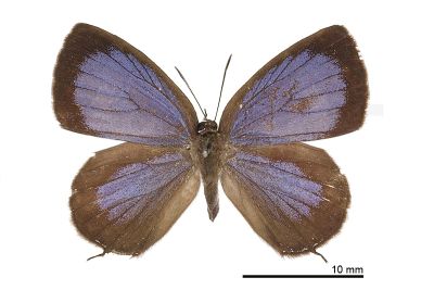 小紫灰蝶 Arhopala birmana asakurae 雄蟲