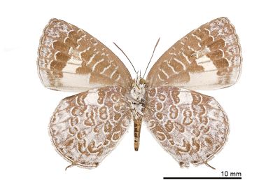 小紫灰蝶 Arhopala birmana asakurae 雌蟲