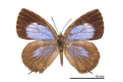 小紫灰蝶 Arhopala birmana asakurae 雌蟲