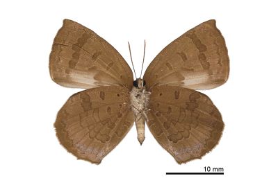 日本紫灰蝶 Arhopala japonica