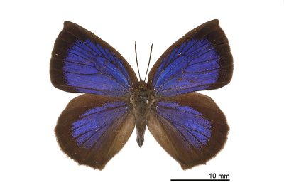 日本紫灰蝶 Arhopala japonica