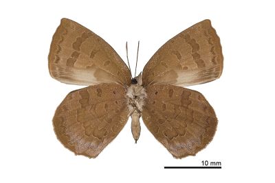 日本紫灰蝶 Arhopala japonica 雌蟲