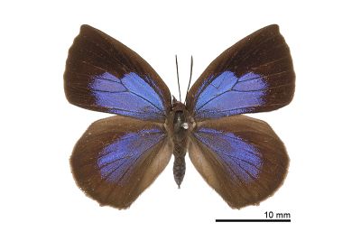 日本紫灰蝶 Arhopala japonica 雌蟲
