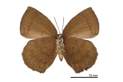 暗色紫灰蝶 Arhopala paramuta horishana 雄蟲