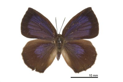 暗色紫灰蝶 Arhopala paramuta horishana 雄蟲