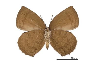 暗色紫灰蝶 Arhopala paramuta horishana 雌蟲