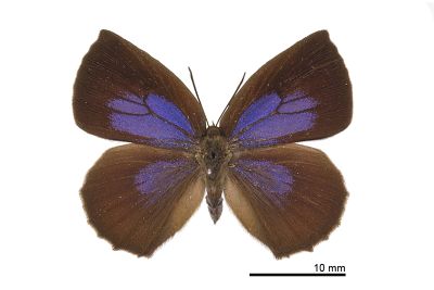 暗色紫灰蝶 Arhopala paramuta horishana 雌蟲