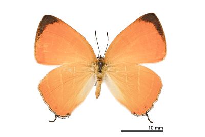 臺灣焰灰蝶 Japonica patungkoanui 雄蟲