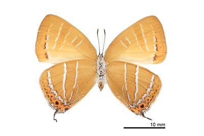 臺灣焰灰蝶 Japonica patungkoanui 雌蟲
