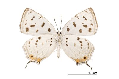 墨點灰蝶 Araragi enthea morisonensis 雄蟲