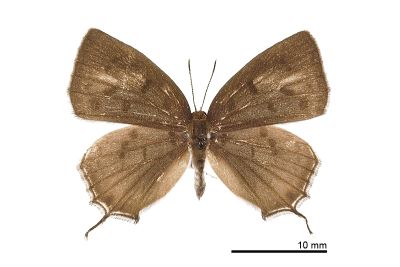墨點灰蝶 Araragi enthea morisonensis 雄蟲