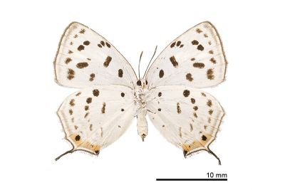 墨點灰蝶 Araragi enthea morisonensis 雌蟲