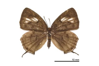 墨點灰蝶 Araragi enthea morisonensis 雌蟲