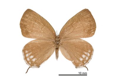 折線灰蝶 Antigius attilia obsoleta