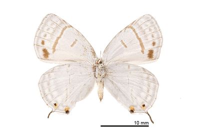 折線灰蝶 Antigius attilia obsoleta
