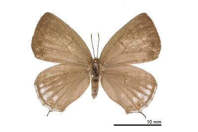 折線灰蝶 Antigius attilia obsoleta