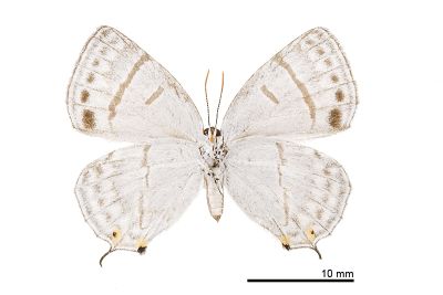 折線灰蝶 Antigius attilia obsoleta