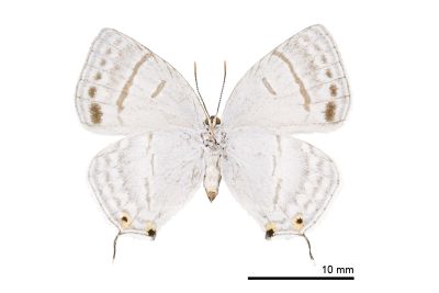 折線灰蝶 Antigius attilia obsoleta 雌蟲