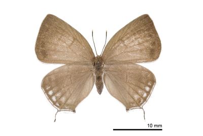 折線灰蝶 Antigius attilia obsoleta 雌蟲