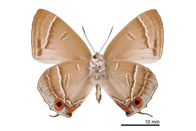 碧翠灰蝶 Chrysozephyrus teisoi 雄蟲
