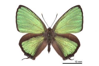 碧翠灰蝶 Chrysozephyrus teisoi 雄蟲