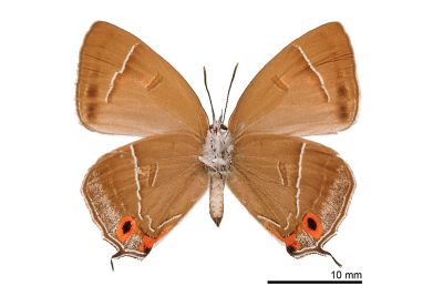 碧翠灰蝶 Chrysozephyrus teisoi 雌蟲