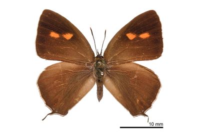 碧翠灰蝶 Chrysozephyrus teisoi 雌蟲