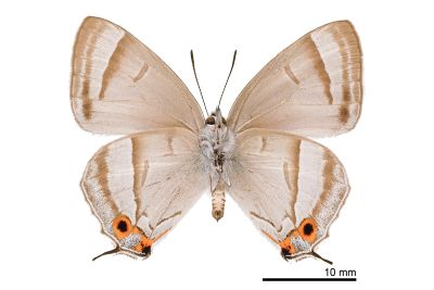 黃閃翠灰蝶 Chrysozephyrus kabrua niitakanus 雄蟲