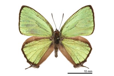 黃閃翠灰蝶 Chrysozephyrus kabrua niitakanus 雄蟲