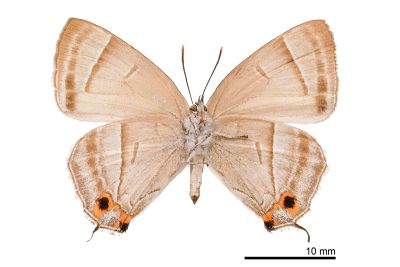 黃閃翠灰蝶 Chrysozephyrus kabrua niitakanus 雌蟲