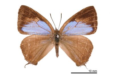 黃閃翠灰蝶 Chrysozephyrus kabrua niitakanus 雌蟲