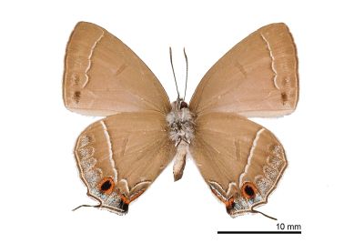 小翠灰蝶 Chrysozephyrus disparatus pseudotaiwanus 雄蟲