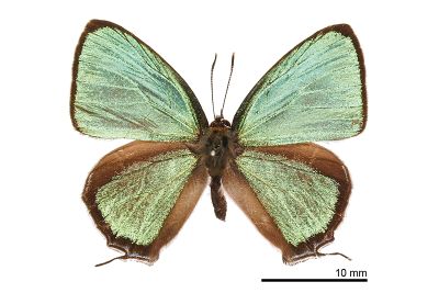 小翠灰蝶 Chrysozephyrus disparatus pseudotaiwanus 雄蟲