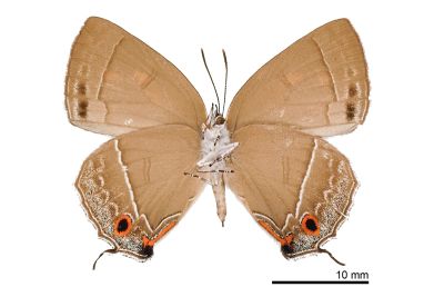 小翠灰蝶 Chrysozephyrus disparatus pseudotaiwanus 雌蟲