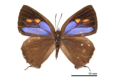 小翠灰蝶 Chrysozephyrus disparatus pseudotaiwanus 雌蟲