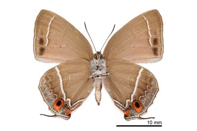 拉拉山翠灰蝶 Chrysozephyrus rarasanus 雄蟲