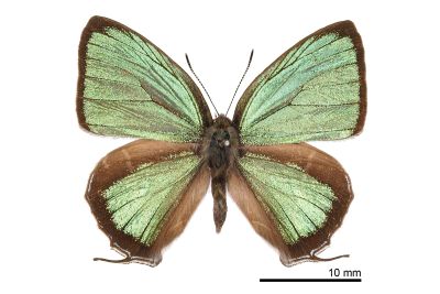 拉拉山翠灰蝶 Chrysozephyrus rarasanus 雄蟲