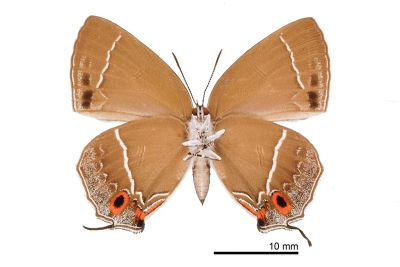 拉拉山翠灰蝶 Chrysozephyrus rarasanus 雌蟲