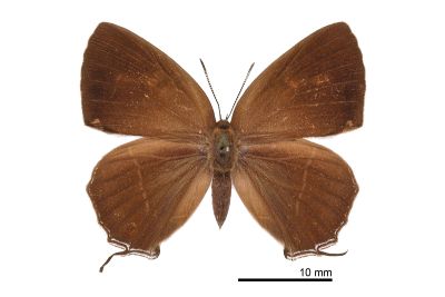 拉拉山翠灰蝶 Chrysozephyrus rarasanus 雌蟲