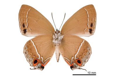 霧社翠灰蝶 Chrysozephyrus mushaellus mushaellus 雄蟲