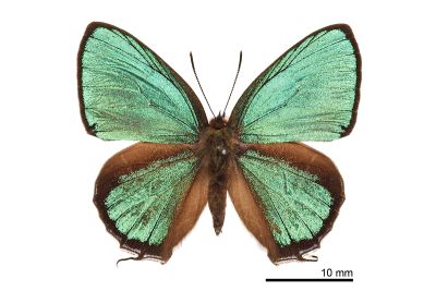 霧社翠灰蝶 Chrysozephyrus mushaellus mushaellus 雄蟲