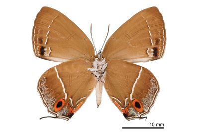 霧社翠灰蝶 Chrysozephyrus mushaellus mushaellus 雌蟲