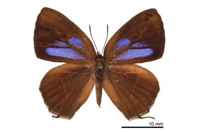 霧社翠灰蝶 Chrysozephyrus mushaellus mushaellus 雌蟲