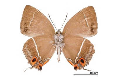 清金翠灰蝶 Chrysozephyrus yuchingkinus 雄蟲